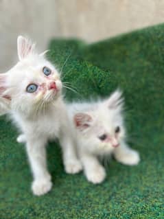 Persian Male Cat