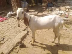 desi bakry