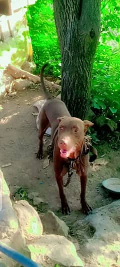 dog for sale03452343315 call or whatsup