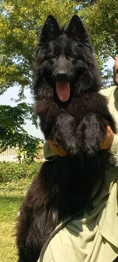 Tripple coat Highclass German shepherd black Male