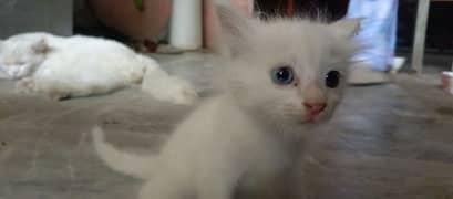 BABY KITTEN WHITE HAIRS DOUBLE COD CAT