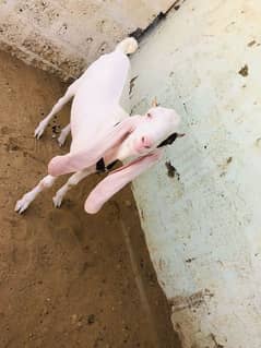gulabi