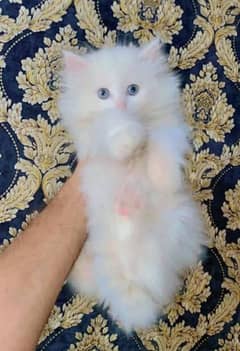 Persian cat vaccination clear for urgent sale 03427654468