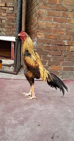 exchange possible. long hight patha for sale