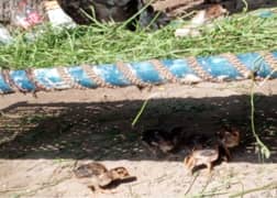 aseel hen chicks for sale