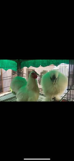 Bantam