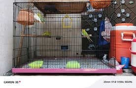 Australian parrot With Big Cage
