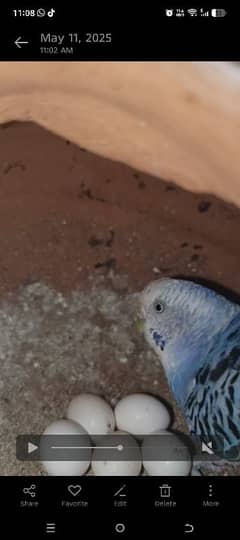 ‎Complete Budgie Breeding Setup for Sale – 30+ Birds