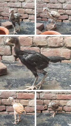 5 Chicks for Sale ( Mother Mianwali + Father Heera )