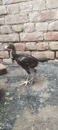 5 Chicks for Sale ( Mother Mianwali + Father Heera )