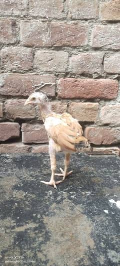 5 Chicks for Sale ( Mother Mianwali + Father Heera )