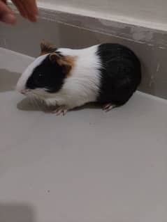 Guinea pig