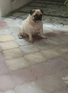 pug female breeder