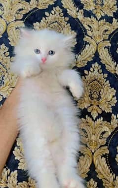 Persian cat vaccination clear for urgent sale 03427654468
