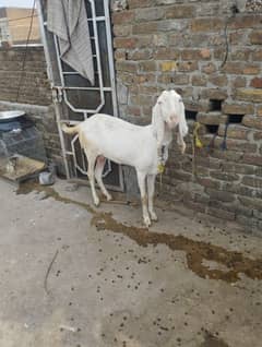 Rajan puri goat