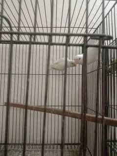2 cage 4 portion love birds
