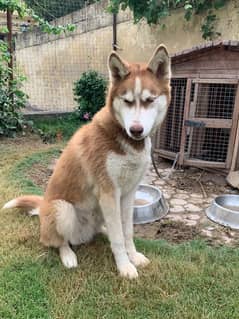 Siberian