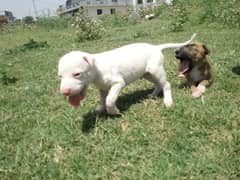 Bully gultair top quality top blood line.
