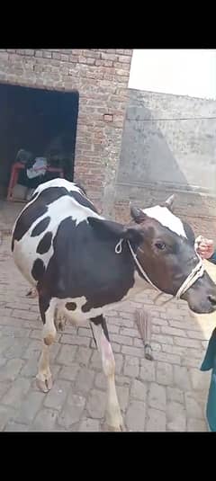 cow pure ferzion imported washe 1st timer tayar