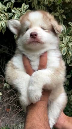 Siberian Husky Pup