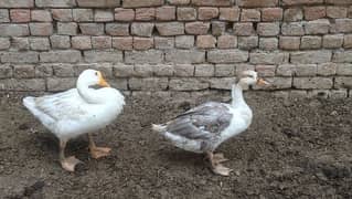 Ducks