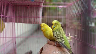 King Size Parrot 2 Pair