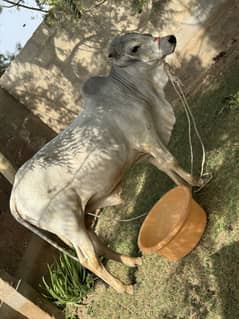 Cow for Qurbani