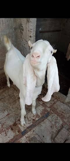 Qurbani Bakra for Sale – 4 Danth | Gulabi | Rs. 70,000 (Urgent)