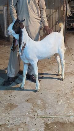 Bakra ( Khassi)