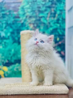 Persian triple coated punch face kitten available for sale