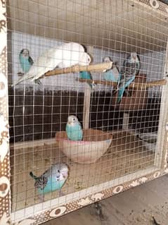 Australian Budgies