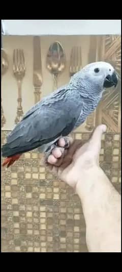 Cango