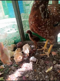 Assel hen with chiks for sale
