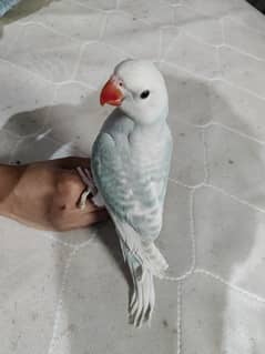 Blue Lacewing RINGNECK