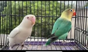 love bird pair,fisher chicks and budgies chicks