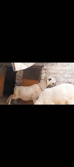 mundra chatra healthy and active  jori qurbani k liy tyar