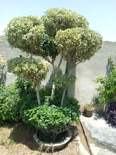 Bonsai-Style