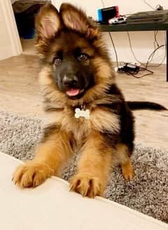 German Shepherd for urgent sale 03427654468