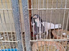 breeder pair for sale