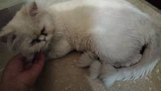 triple coat persian pair looking for new home