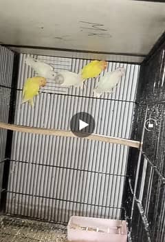 Cremino, Decino, Albino Red & Black eys