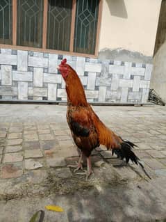 Aseel breeder male