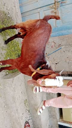 animal goat