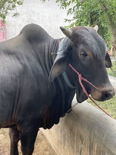 Bull for eid ul adha