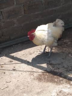 Dasie breeder murga