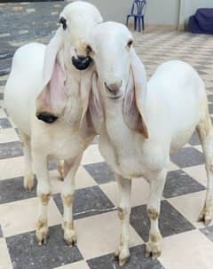 Dumbay for qurbani 2025