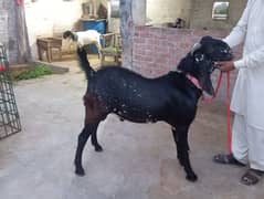 Qurbani K janwar