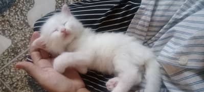 Persian doll faced kitten with grey eyes