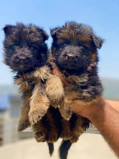 german shepherd puppies