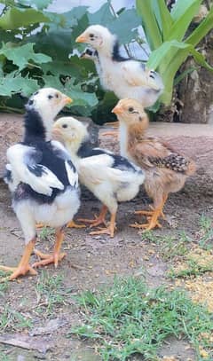 shamo chicks ( 15 days old )